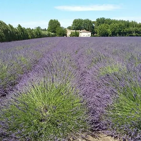 住宿加早餐酒店 D'hotes L'oreliane En Provence Adults Only